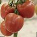 Photo Tomatoes grade Manon F1