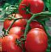 Photo Tomatoes grade Aksinya F1