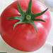 Foto Tomaten klasse Mamula F1