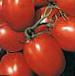Foto Los tomates variedad Otlichnik F1
