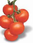 Foto Los tomates variedad Astona F1