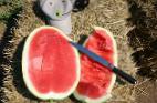 Photo Watermelon grade Sagi F1 (bessemyannyjj)