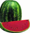 Photo Watermelon grade Farao F1 