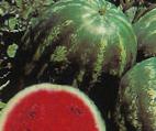 Foto Wassermelone klasse Dzhajjehnt Svit F1