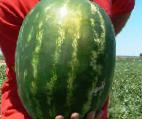 Photo Watermelon grade Nasko 158 F1