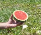 Photo Watermelon grade Ehkstazi F1 (bessemyannyjj)
