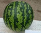 Foto Wassermelone klasse Rapid
