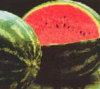 Foto Wassermelone klasse Krimson tajjd F1