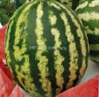 Photo Watermelon grade Novinka Astrakhani