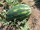 Foto Wassermelone klasse Oceola 