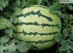 Photo Watermelon grade Zerline F1