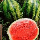Photo Watermelon grade Rambla F1