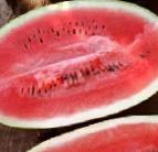 Photo Watermelon grade Vindeks F1