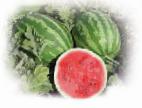 Photo Watermelon grade Blejjd F1