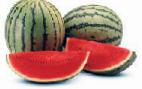 Photo Watermelon grade Dzhenni F1