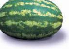 Photo Watermelon grade Ledi F1