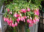 Foto Hus Blomster Fuchsia busk , pink