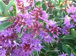 снимка Интериорни цветове Хеба храсти (Hebe), люляк