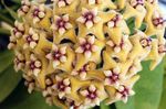Hoya, Brudebuket, Madagaskar Jasmin, Voks Blomst, Chaplet Blomst, Floradora, Hawaiian Bryllup Blomst