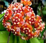 fotografija Hoya, Poročne Šopek, Madagaskar Jasmin, Vosek Cvet, Venec Cvetja, Floradora, Hawaiian Poroka Cvet ampelnye , oranžna