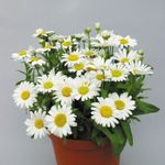 Foto Lillepoodi Ema, Pot Ema rohttaim (Chrysanthemum), valge