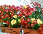 Photo House Flowers Florists Mum, Pot Mum herbaceous plant (Chrysanthemum), claret