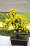 Foto Blomsterhandler Mor, Pot Mum urteagtige plante (Chrysanthemum), gul