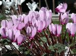 Nuotrauka Namas Gėlės Persų Violetinė žolinis augalas (Cyclamen), alyvinis