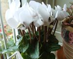 fénykép Ház Virágok Perzsa Lila lágyszárú növény (Cyclamen), fehér