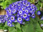 fotografie Pokojové květiny Cinerárie Cruenta bylinné (Cineraria cruenta, Senecio cruentus), modrý