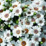 Фото Домашні Квіти Цинерарія Закривавлена ​​(Крестовнік) трав'яниста (Cineraria cruenta, Senecio cruentus), білий