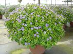 Photo House Flowers Persian Violet herbaceous plant (Exacum), light blue