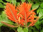 фотографија Затворене Цветови Зебра Биљка, Наранџаста Шкампи Биљка грмови (Aphelandra), поморанџа