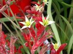 Foto Hus Blomster Kænguru Pote urteagtige plante (Anigozanthos flavidus), rød