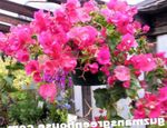 Фото Домашние Цветы Бугенвиллия (Арека) кустарники (Bougainvillea), розовый