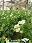 foto Fiore Di Carta gli arbusti (Bougainvillea), bianco