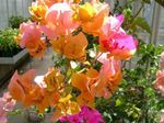 fotografie Kvetinové Kvety Papierové Kvety kríki (Bougainvillea), oranžový