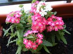 Photo House Flowers Verbena herbaceous plant (Verbena Hybrida), pink
