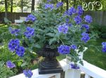 Photo House Flowers Verbena herbaceous plant (Verbena Hybrida), dark blue