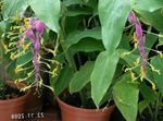 foto Huis Bloemen Dansende Dame kruidachtige plant (Globba-winitii), lila