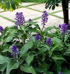 Photo House Flowers Blue Ginger herbaceous plant (Dichorisandra), dark blue