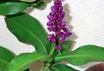 zdjęcie Pokojowe Kwiaty Dihorizandra trawiaste (Dichorisandra), purpurowy