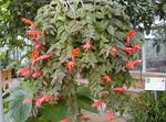Nuotrauka Namas Gėlės Columnea, Skandinavų Gaisro Augalų, Sidabrinis Karosas Vynmedis , raudonas