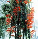 foto Huis Bloemen Columnea, Norse Brand Plant, Goudvis Wijnstok opknoping planten , rood