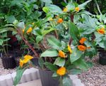 φωτογραφία Εσωτερικά λουλούδια Φλογερό Costus ποώδη , πορτοκάλι