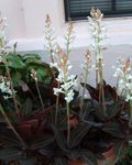 სურათი სახლი ყვავილები Jewel ორქიდეა ბალახოვანი მცენარე (Ludisia), თეთრი