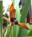 Kokosnoot Taart Orchidee