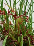 Фото Домашние Цветы Максиллярия травянистые (Maxillaria), бордовый