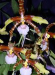 Kaplan Orkide, Vadi Orkide Zambak