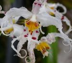 fotografie Pokojové květiny Tiger Orchidej, Konvalinka Orchidej bylinné (Odontoglossum), bílá